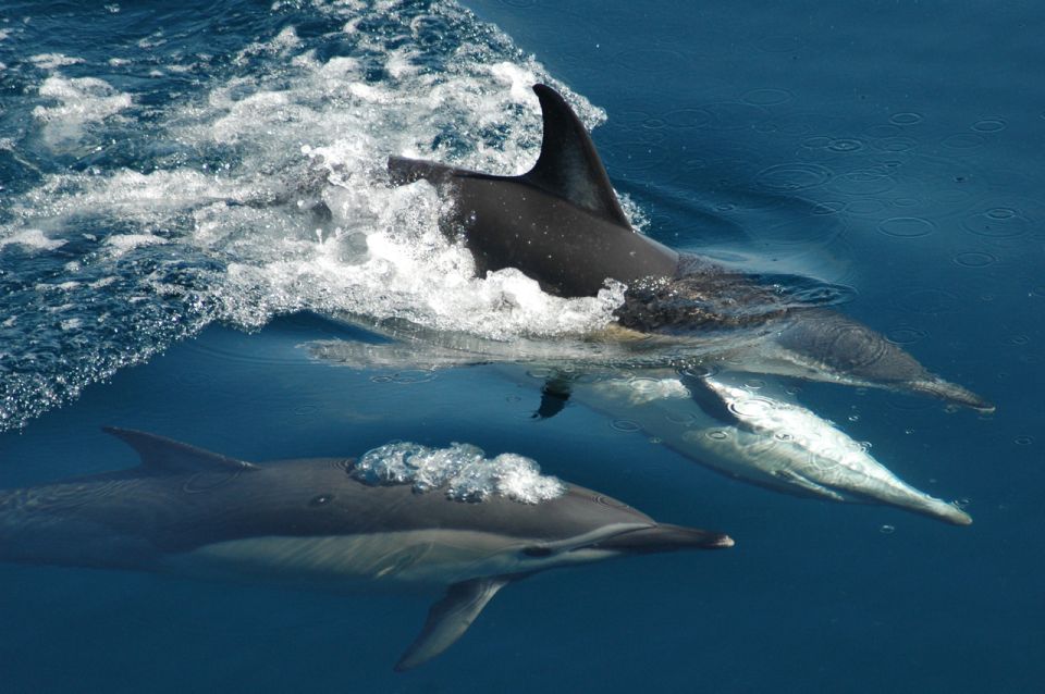 Auckland: Tikapa Moana Whale and Dolphin Wildlife Cruise