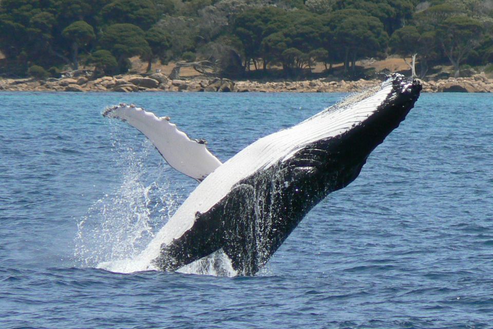 Augusta: Whale Watching Tour - Tour Details