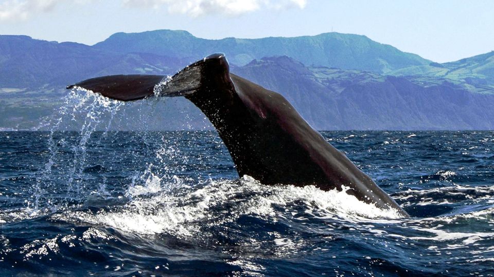 Azores: Whale Watching and Islet Boat Tour