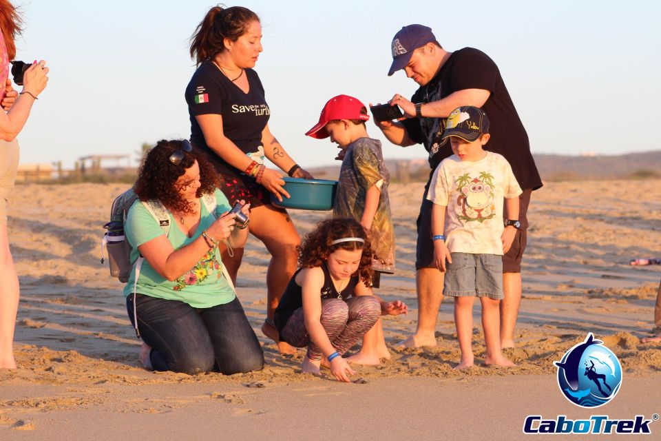 Baby Turtle Release