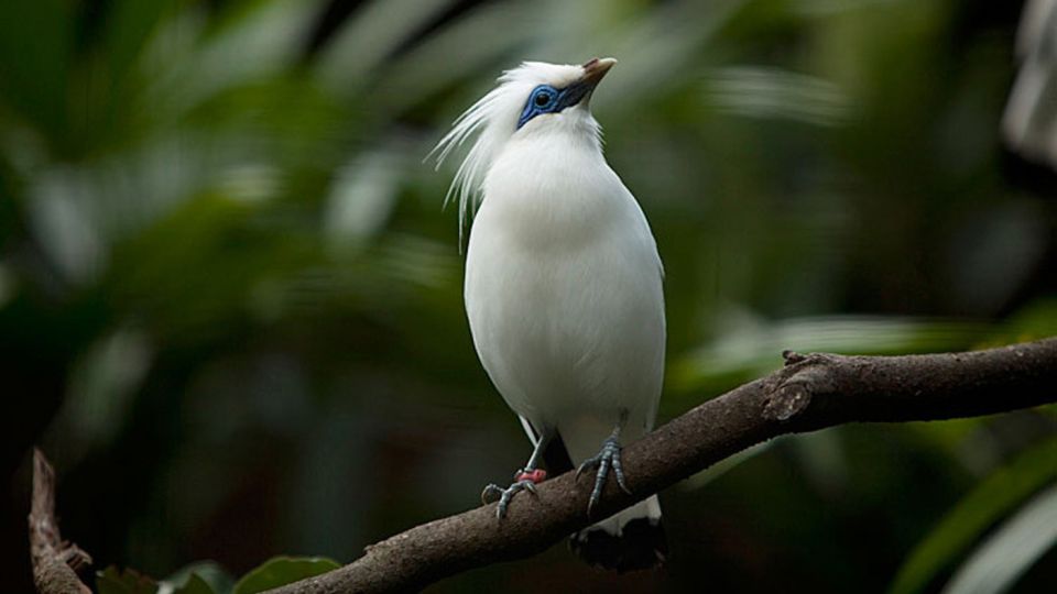 Bali: Bird Watching Tour in Ubud Countryside With Transfer - Tour Details