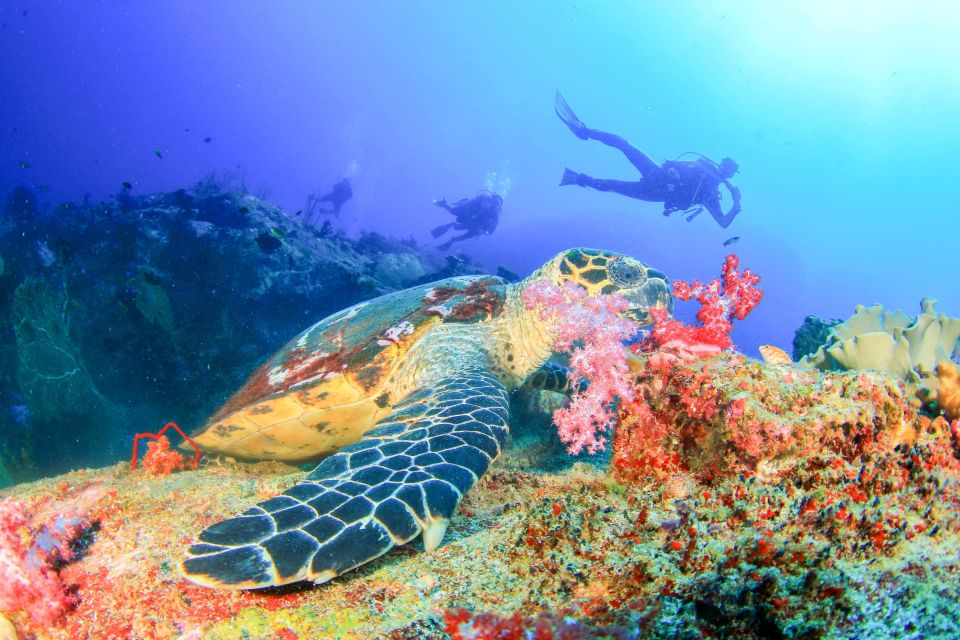 Bali: Padangbai Blue Lagoon Beginners Dive Experience