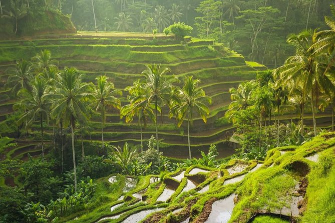 Bali Tribal Private Tour – Experience the Best of Ubud, Bali