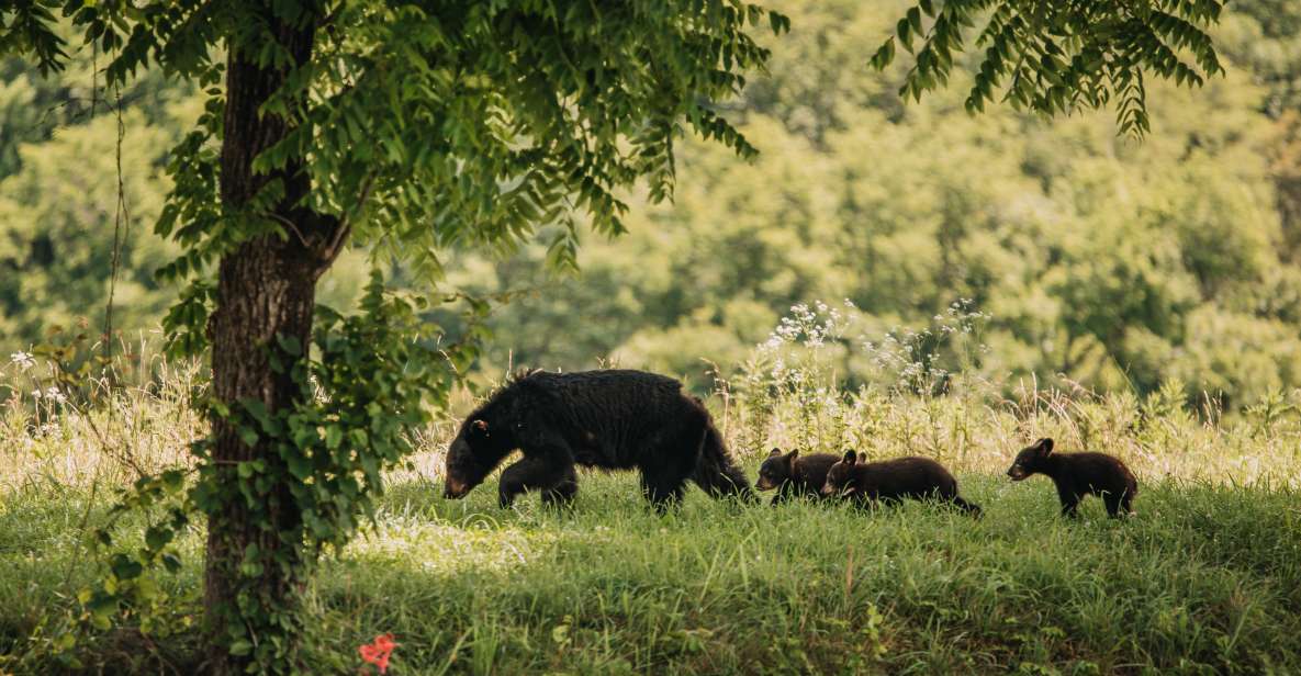 Banff: Highlights and Wildlife Group Tour