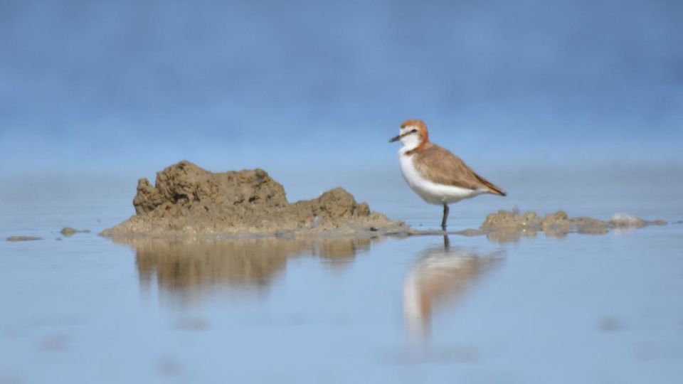 Banrock Station: Guided Birdwatching Tour - Tour Details