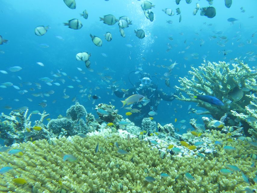 Basic Fun Dive At Menjangan Island - Highlights of Menjangan Island