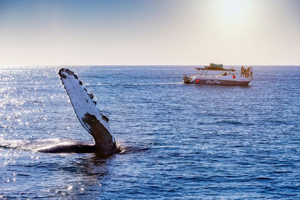 Bay Trip and the Arch of Cabo San Lucas