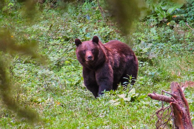 Bear Watching Experience Near Brasov - Tour Overview