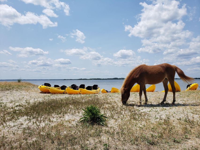 Berlin: Assateague Island Wildlife Discovery Kayak Tour