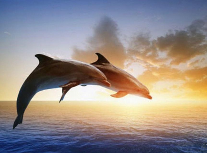 Best Lovina Sunrise Dolphin Private Boat