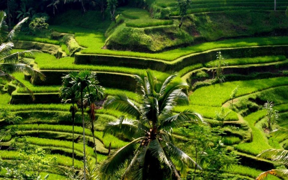 Best of Central Bali: Waterfall, Elephant Cave & Rice Fields