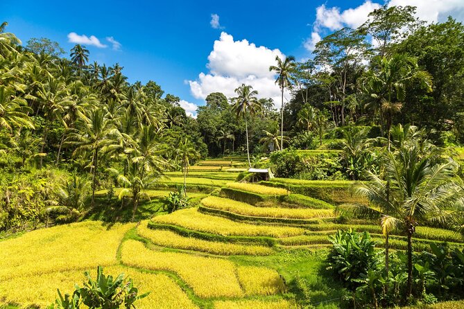 Best of Ubud 1-Day Private Tour - Highlights of the Itinerary