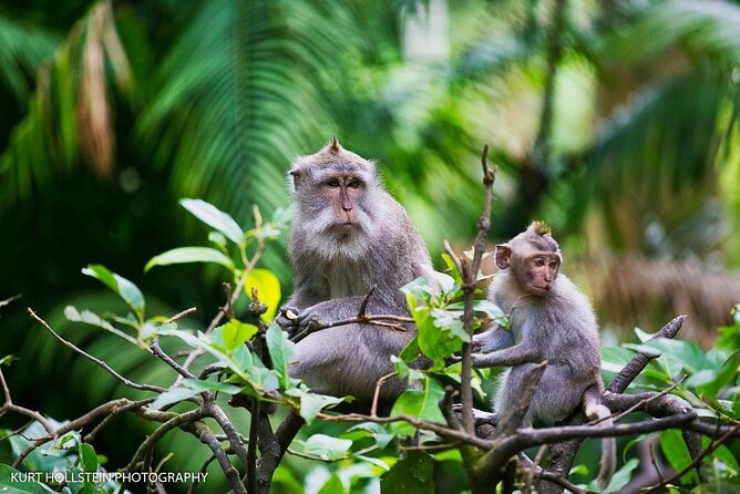 Best of Ubud With Monkey Forest, Rice Terrace, Temple, Waterfall - Exploring the Ubud Monkey Forest