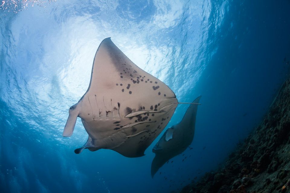 Big Island: Snorkel With Manta Rays – Manta Guarantee