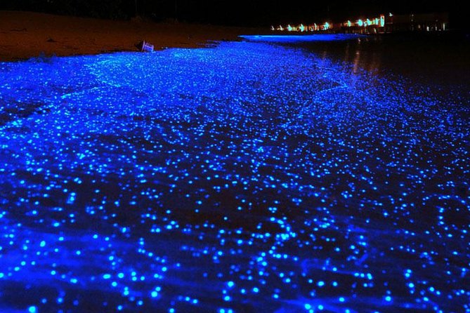 Bio Luminescent Swimming From Krabi