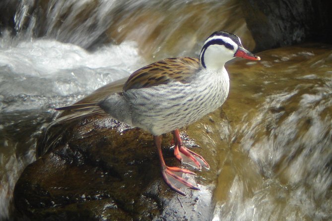 Birding Tour