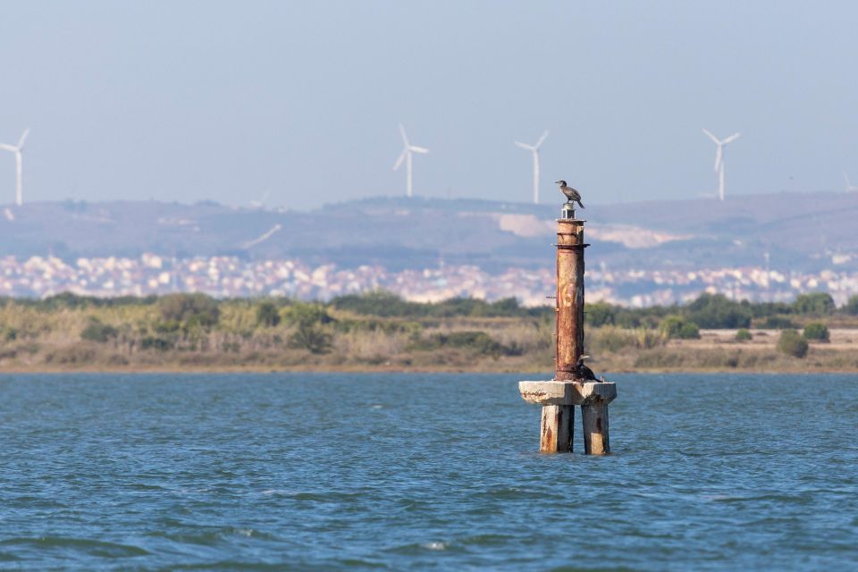 Birdwatching Boat Tour in the Tagus Estuary