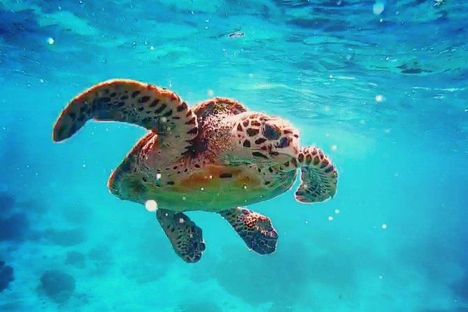 Blue Lagoon Bali Snorkeling With Optional Sightseeing Tour - Snorkeling Inclusions