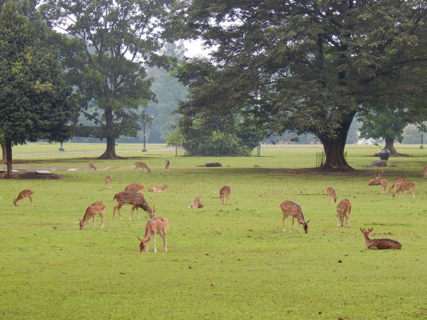 Bogor: Private Car Charter With Driver