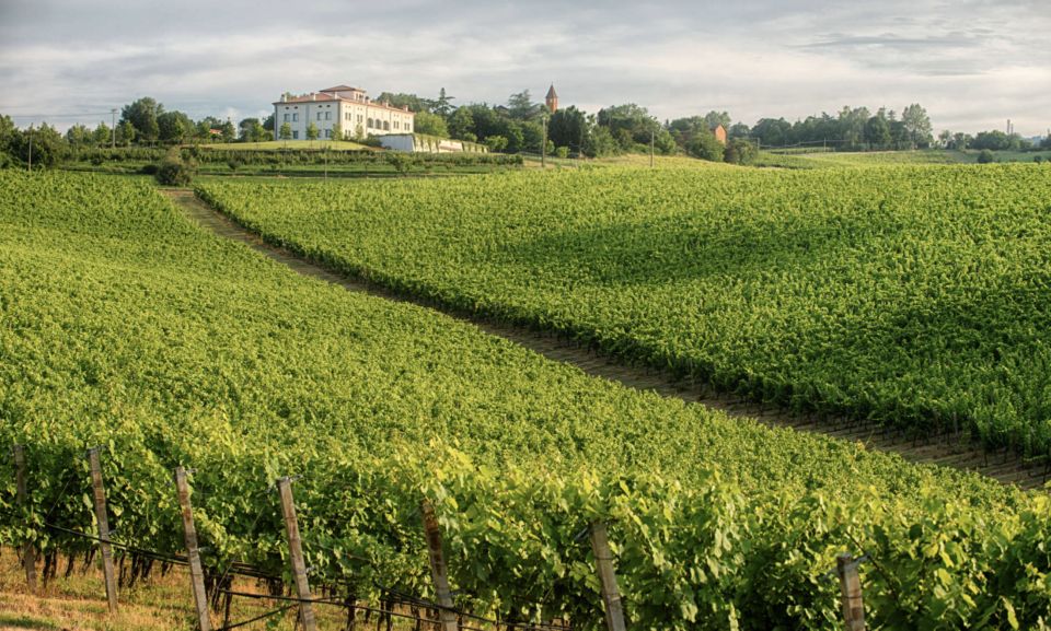 Bologna Vineyard Vista: a Journey Through Emilian Wines