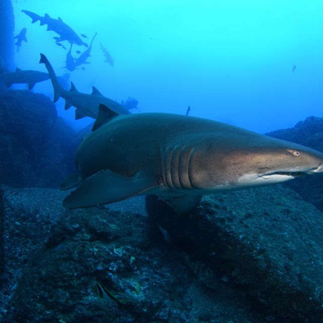 Bondi: Shark Dive at Bushrangers Bay for Certified Divers