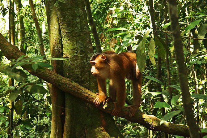 Bukit Lawang Full Day Jungle Trek