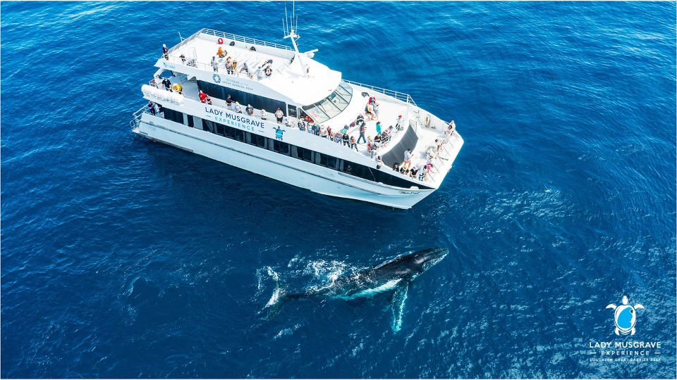 Bundaberg: Whale Watching Tour With Lunch