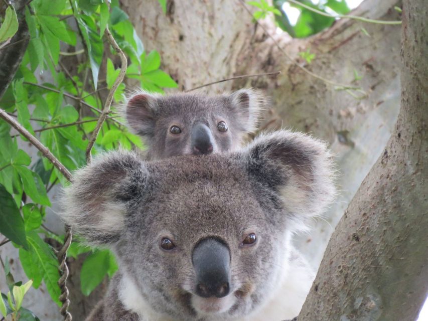 Byron Bay: Full-Day Wildlife Safari