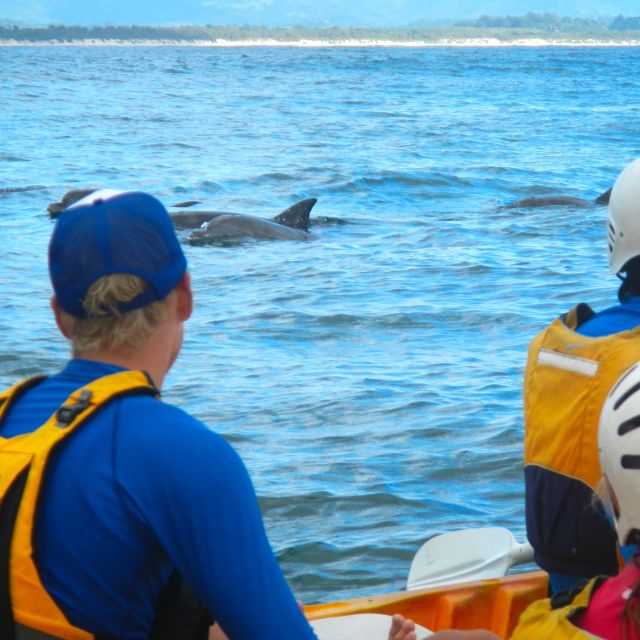 Byron Bay: Sea Kayak Tour With Dolphins and Turtles - Tour Details