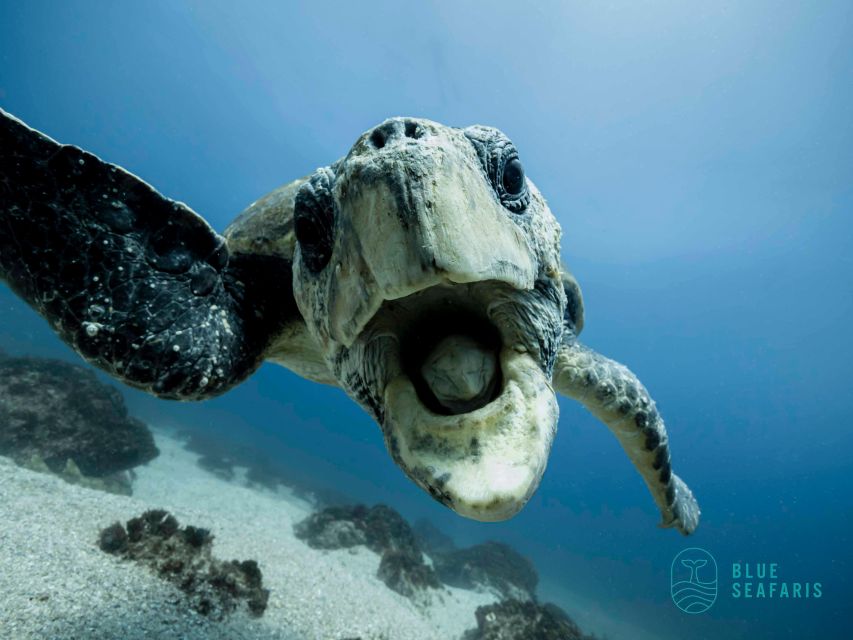 Byron Bay: Snorkelling Tour of Julian Rocks Nuthungulli - Tour Details