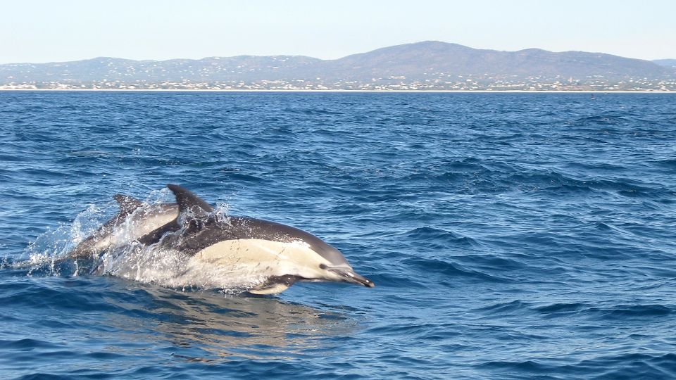 Cabanas De Tavira: Dolphin Watching Boat Tour