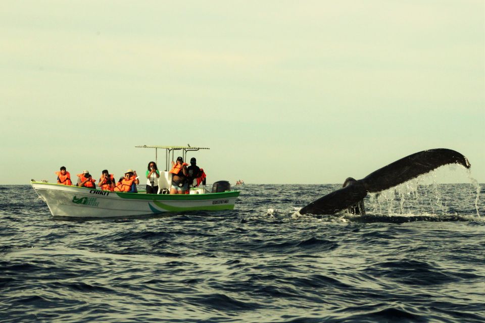 Cabo: 2-Hour Whale Watching Boat Ride With Free Pictures