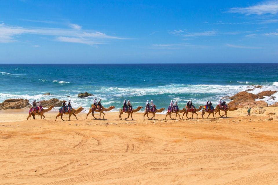 Cabo Beach: Desert Camel Tour With Mega Burrito & Tequila - Explore the Cabo Desert