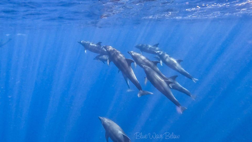 Cabo San Lucas: Big Marine Animal Safari Adventure