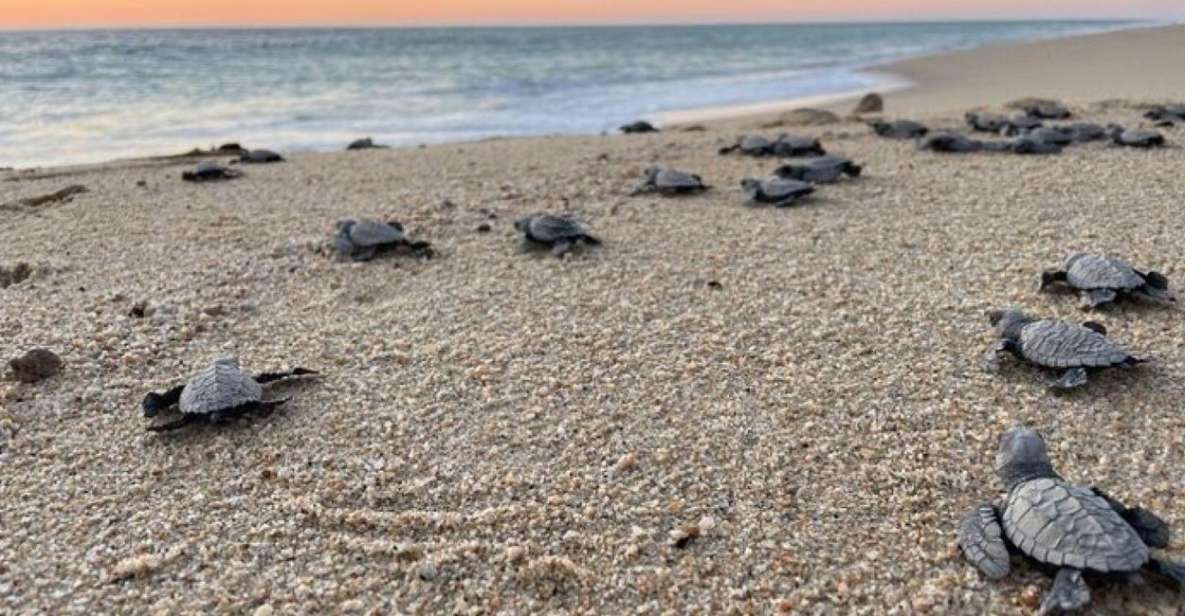 Cabo San Lucas: Combo Sea Turtle Release and ATV Experience