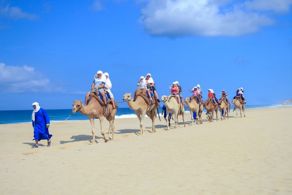 Cabo San Lucas: Half-day Guided Camel Safari Tour