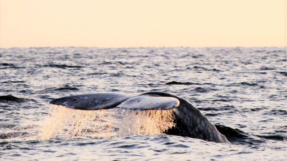 Cabo San Lucas: Whale Watching Experience on Catamaran