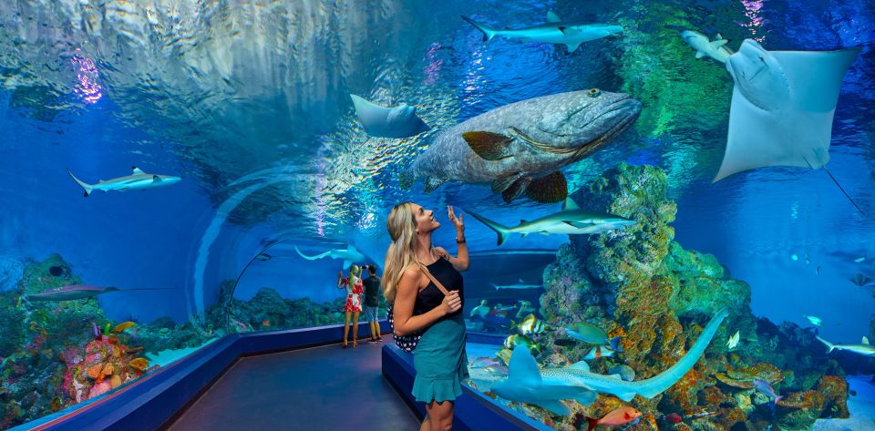 Cairns Aquarium Turtle Hospital and City Sightseeing Tour