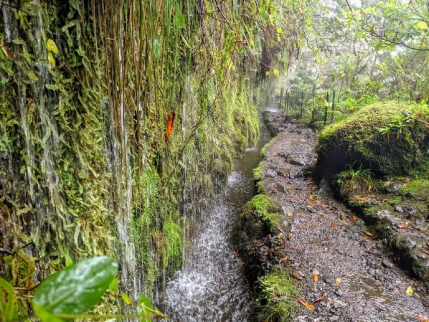 Caldeirão Verde Levada: Roundtrip Transfer & Hike - Activity Overview