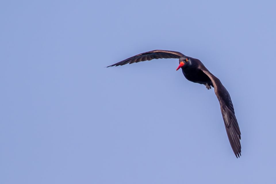 Campbell River: Discovery Passage Wildlife Zodiac Boat Tour