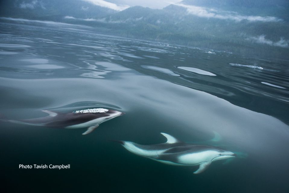 Campbell River: Salish Sea Whale Watching Adventure - Overview of the Adventure