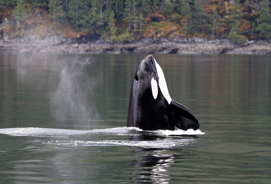 Campbell River: Whale Watching Zodiac Boat Tour With Lunch