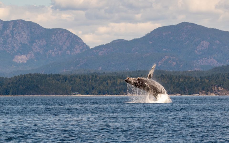 Campbell River: Wildlife Tour by Covered Boat