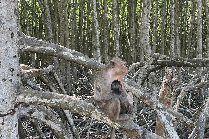 Can Gio Mangroves – Monkey Island by Motorbike and Scooter