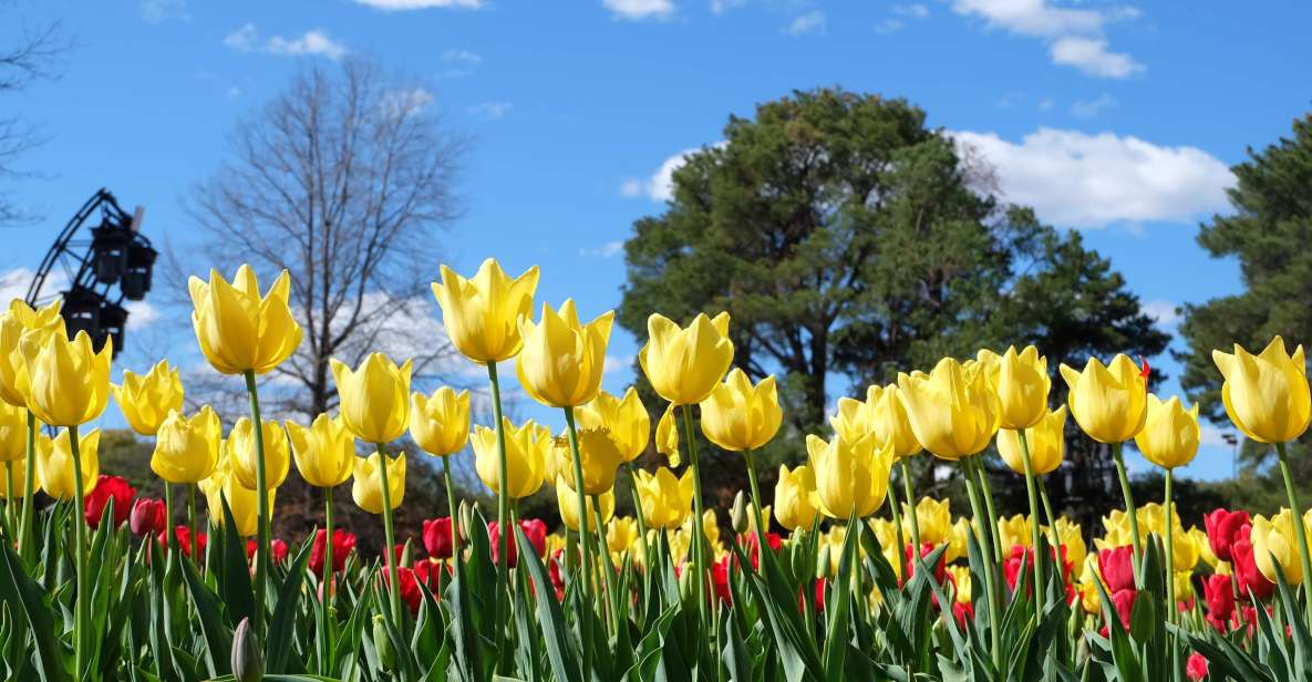 Canberra: Guided Tour of Floriade Festival With Transfers