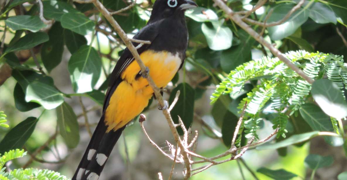 Cancún: Guided Birdwatching Hike