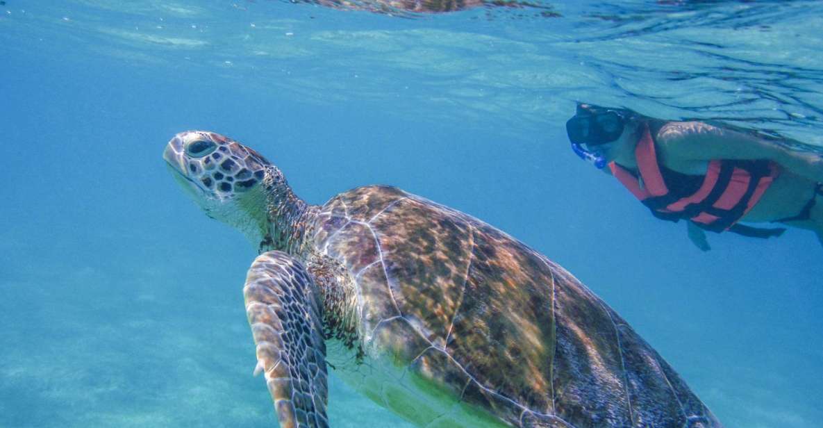 Cancun: Marine Turtle Observation in Akumal