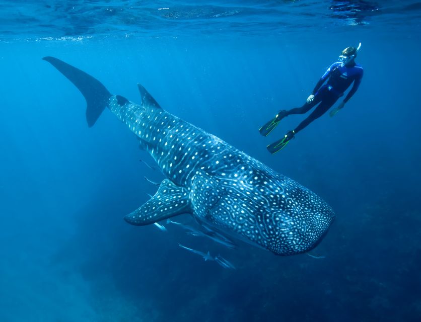 Cancun or Riviera Maya: Whale Shark Tour & Playa Norte Beach - Overview of the Tour