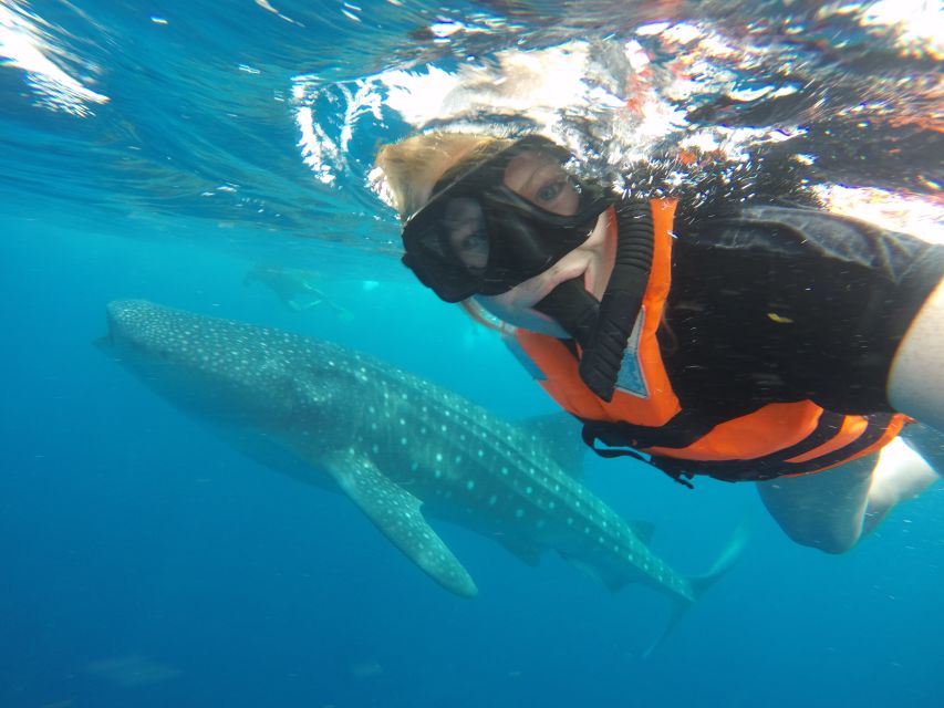 Cancun & Riviera Maya: Swim With Whale Sharks Tour W/ Lunch