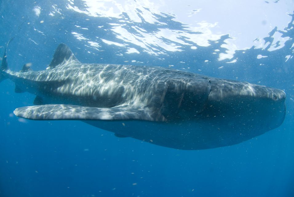 Cancún: Swim With Whale Sharks